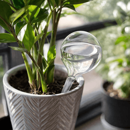 LumiGrow™ Glass Self Watering Globes (10 Pack)